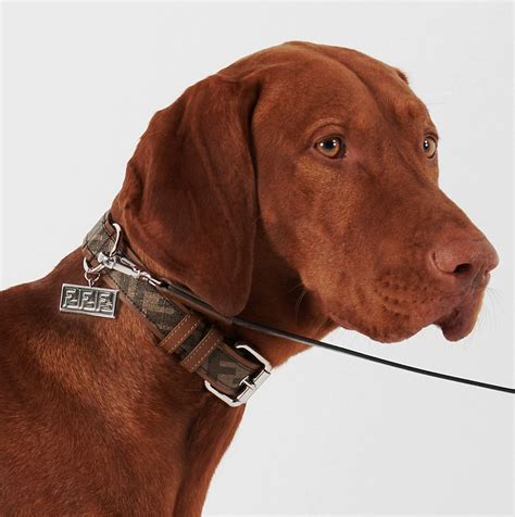 prada collar dress|designer inspired dog collar.